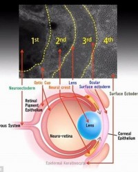 科学家实验室培育“活晶体”可恢复视觉能力