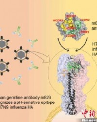 中国学者率先发现抗H7N9流感新型高活性抗体
